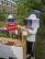 Zwei Schüler:innen in Imkerkleidung an einem Bienenstock, eine Schülerin hält einen Rahmen mit Bienen